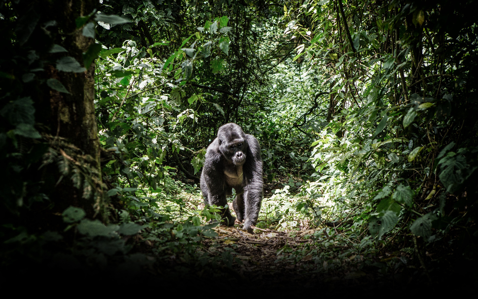 Departure early in the morning to Mweya Queen Elizabeth National Park, stop at the equator line. Proceed and have lunch in Mbarara