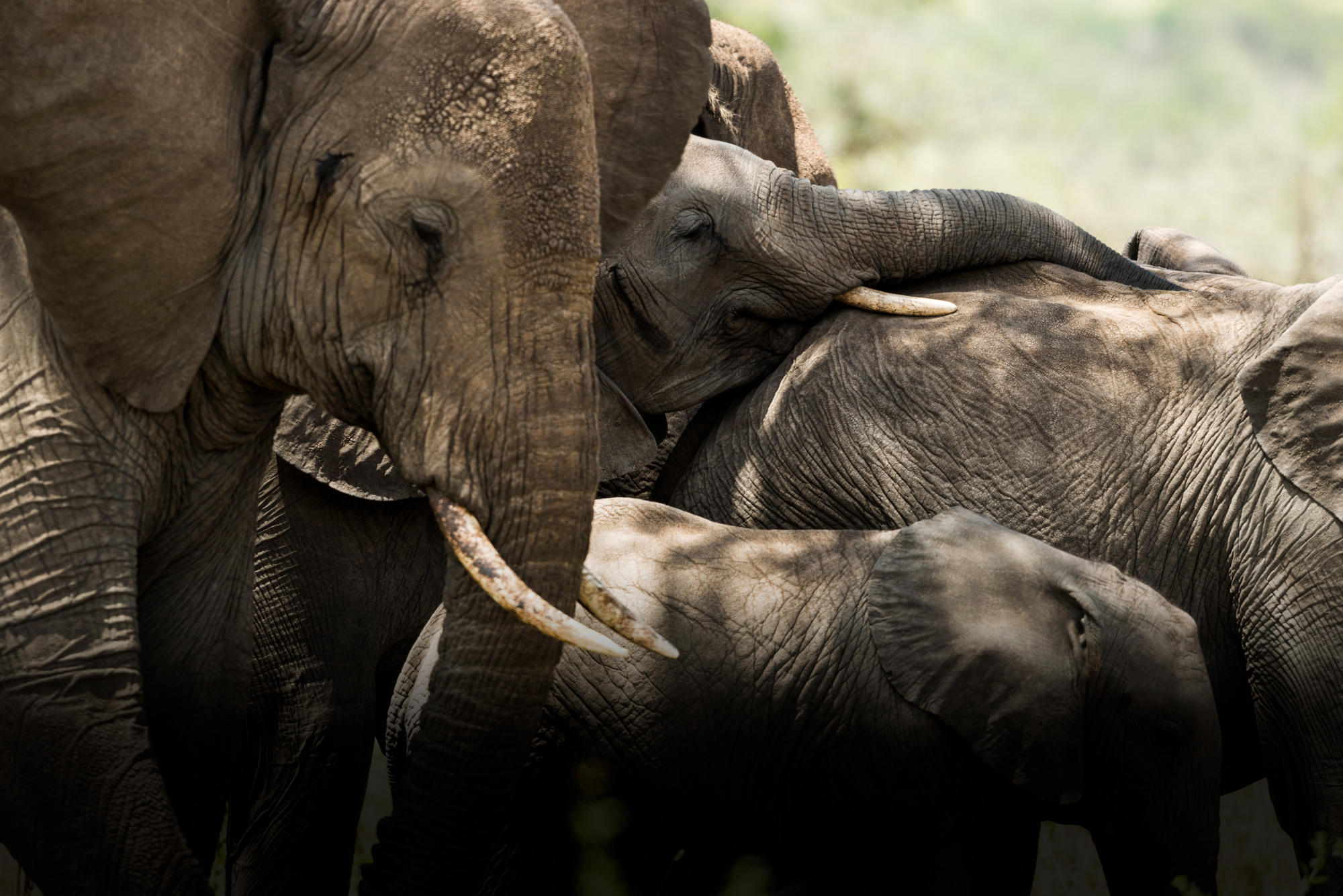 Welcome to Tanzania, where every step you take unveils a world of breathtaking landscapes, rich cultural tapestries, and wildlife wonders!